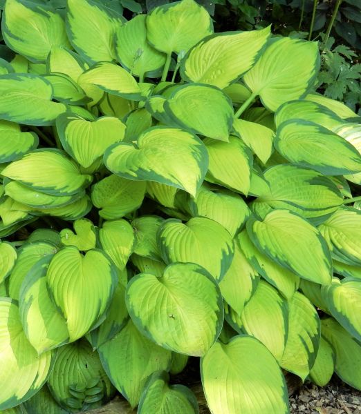Hosta 'Gold Standard'